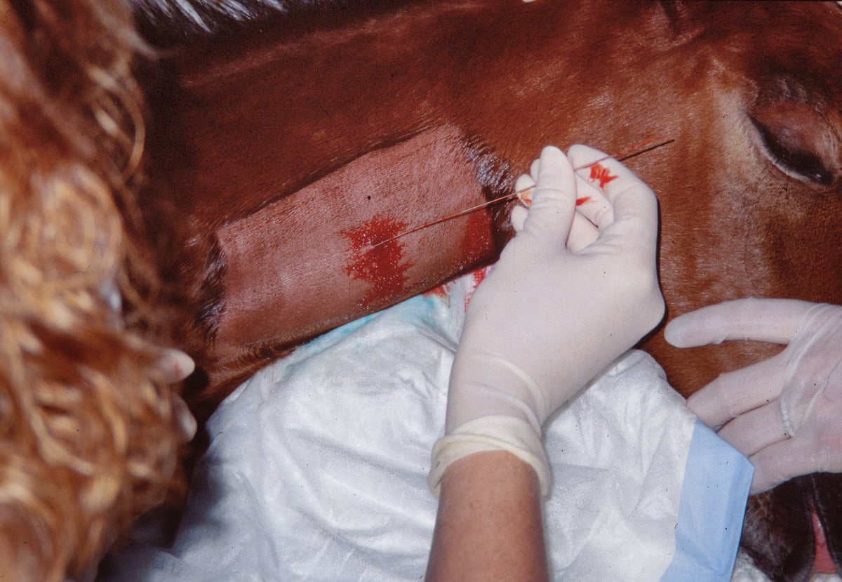 Foal IV Catheter 2