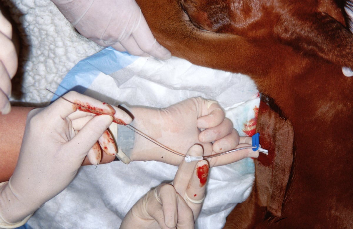 Foal IV Catheter 3