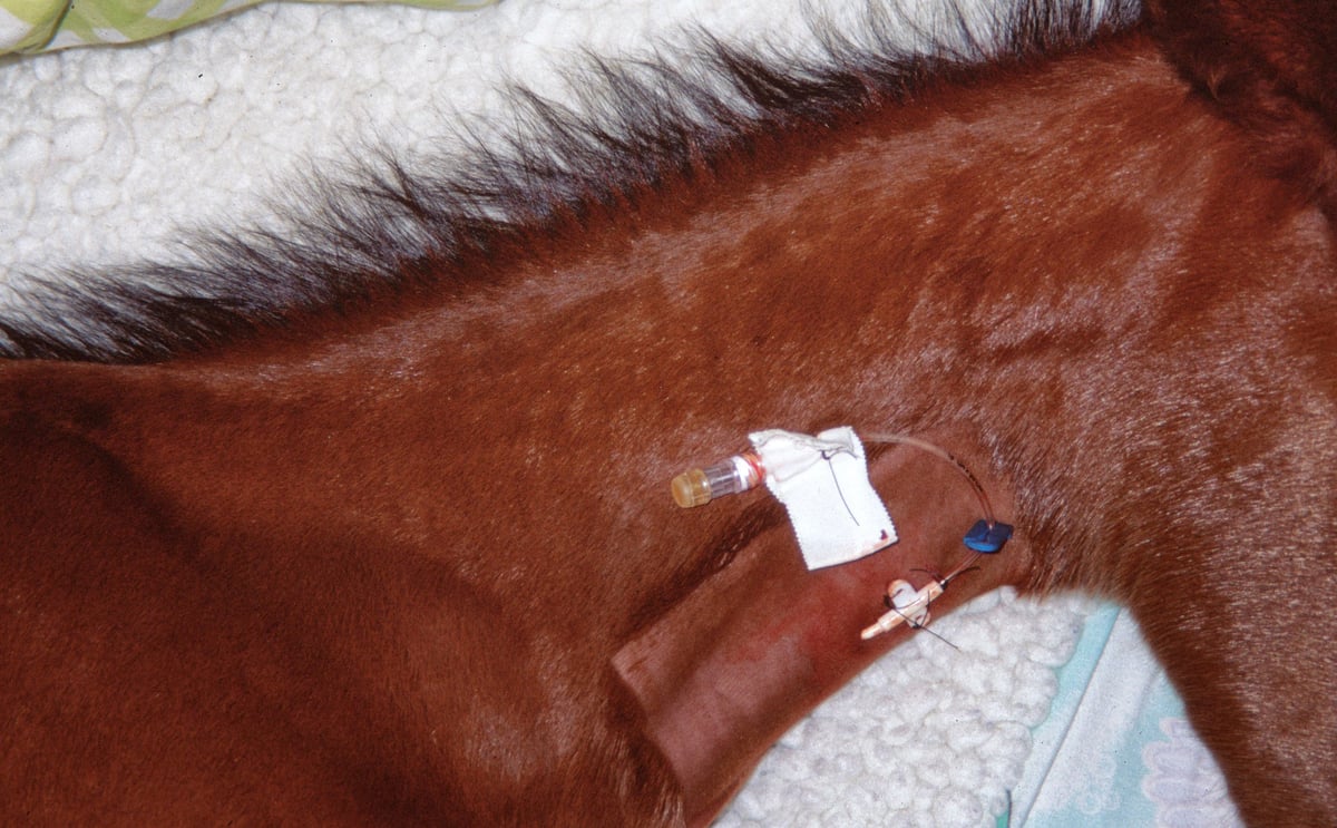 Foal IV Catheter 4